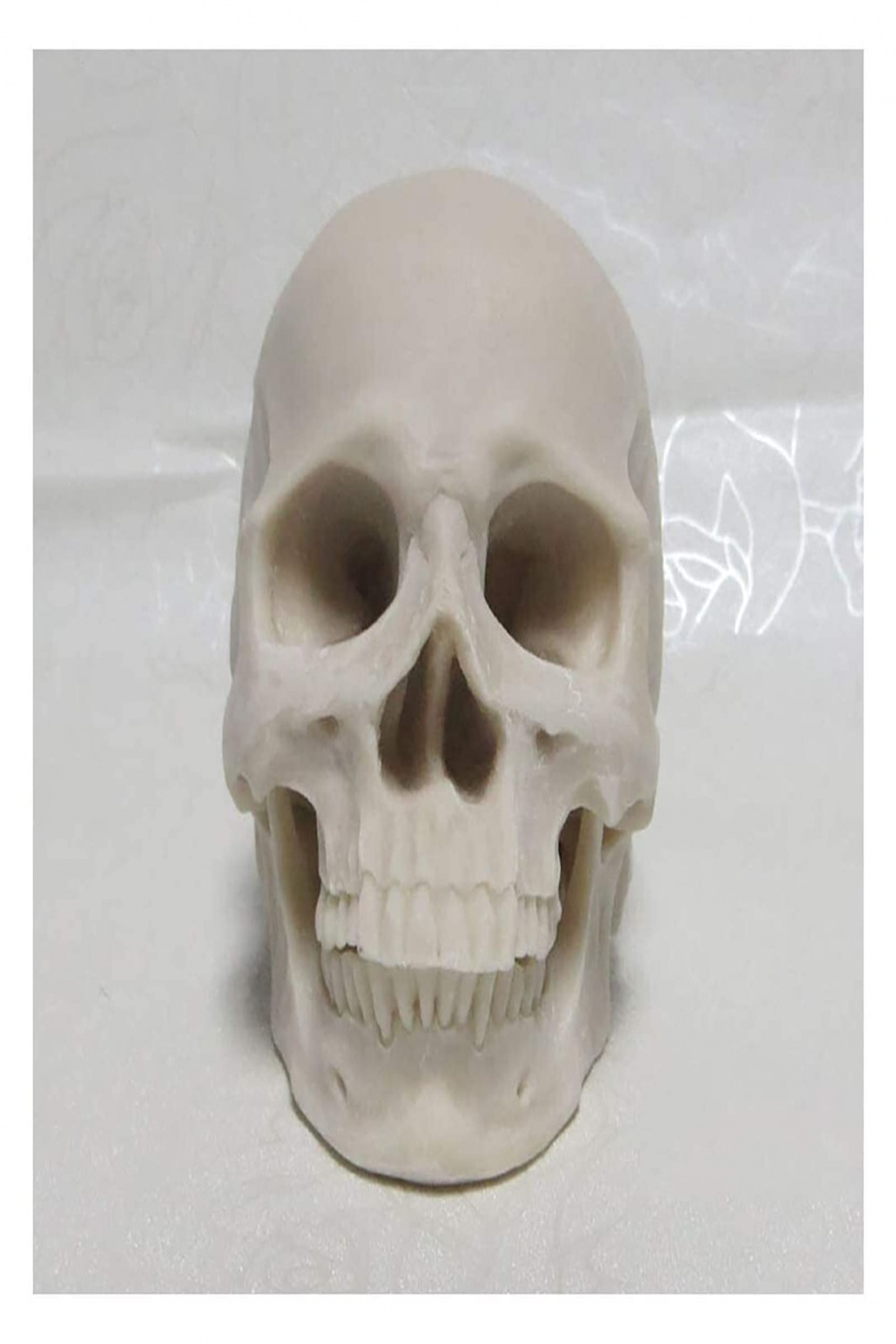 ZAPION Human Skull Art Realistic Resin Human Skull Model :