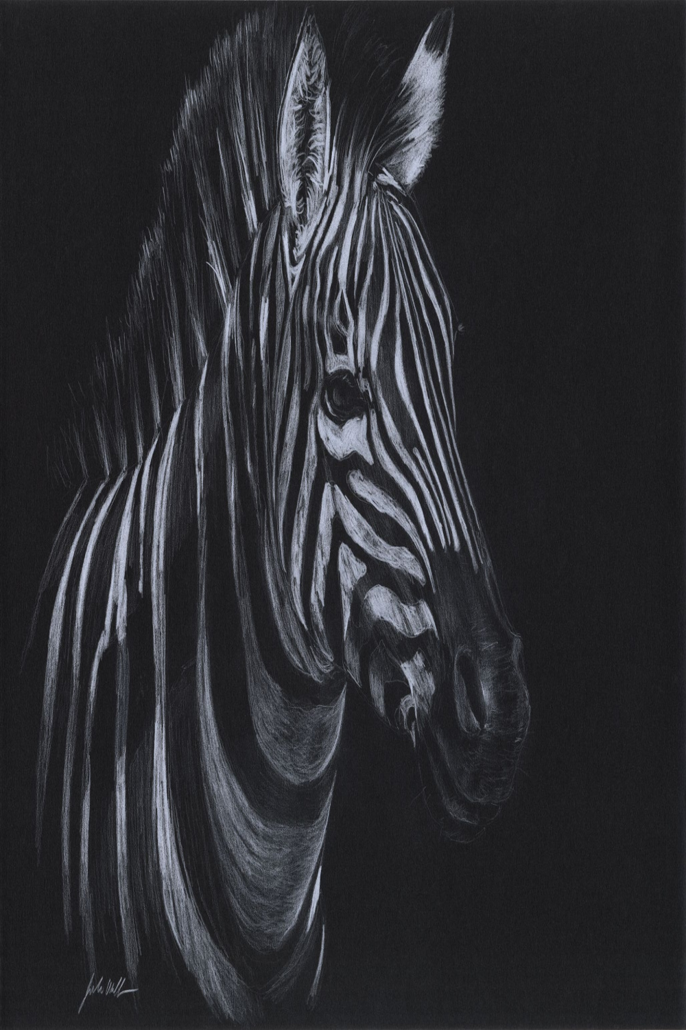 Zebra colored pencil on black paper willanswild