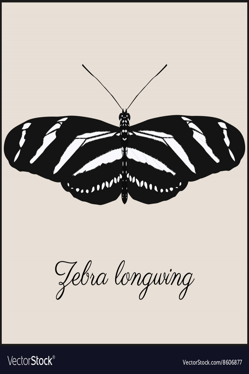 Zebra longwing butterfly card Royalty Free Vector Image
