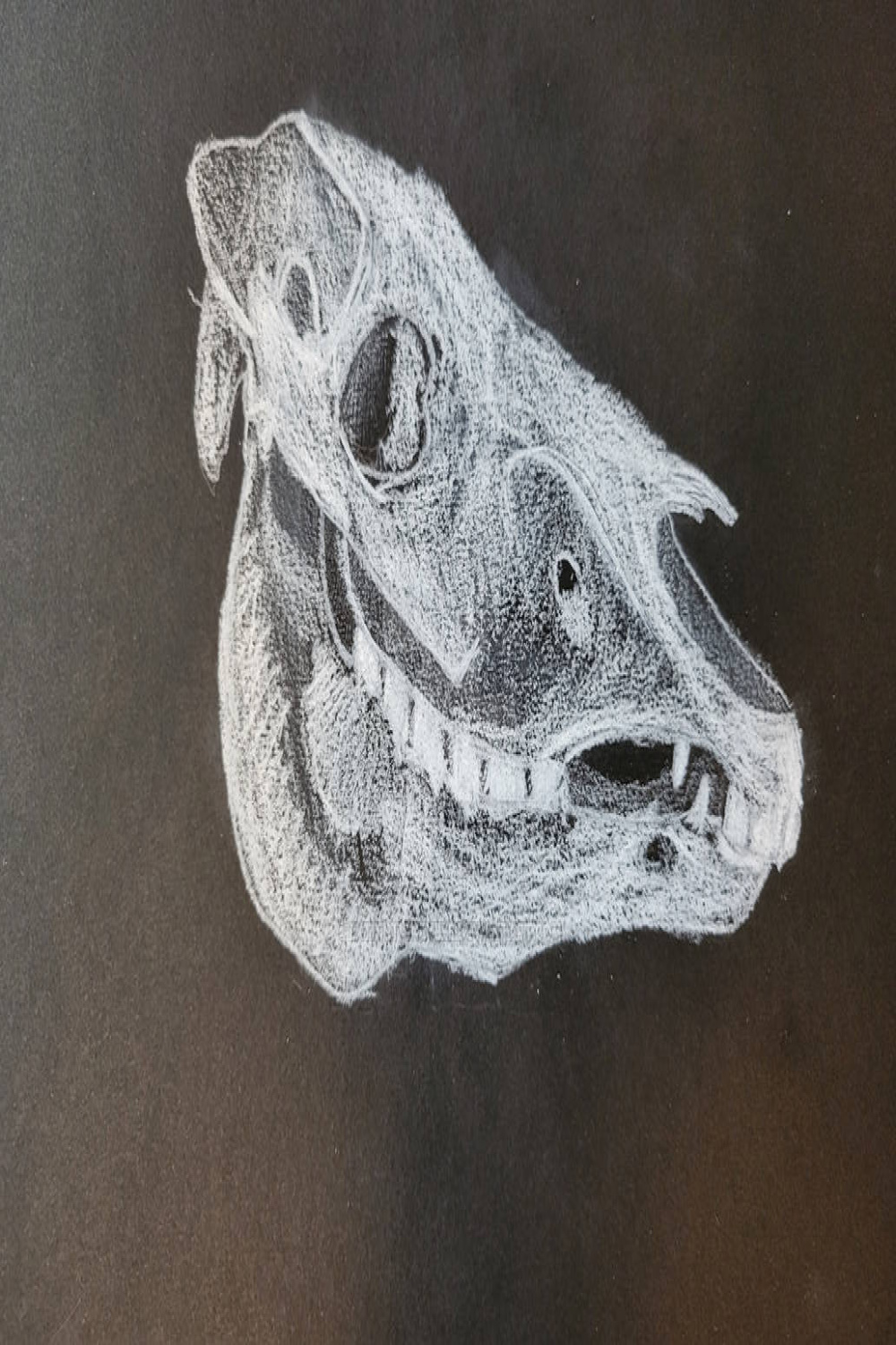 Zebra skull by extinctionbybee on DeviantArt