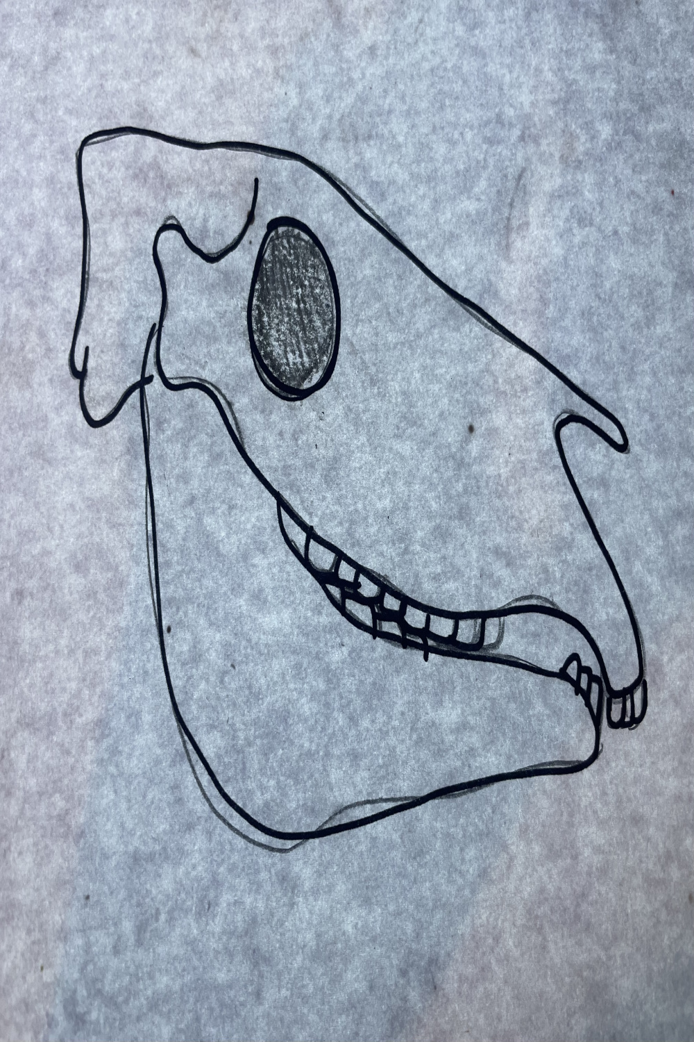 Zebra skull by johnolivertodd on DeviantArt