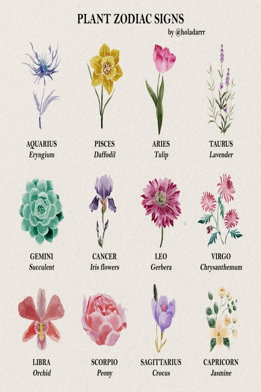 Zodiac plants as signs drawing by Darlene Boza  Doodle Addicts