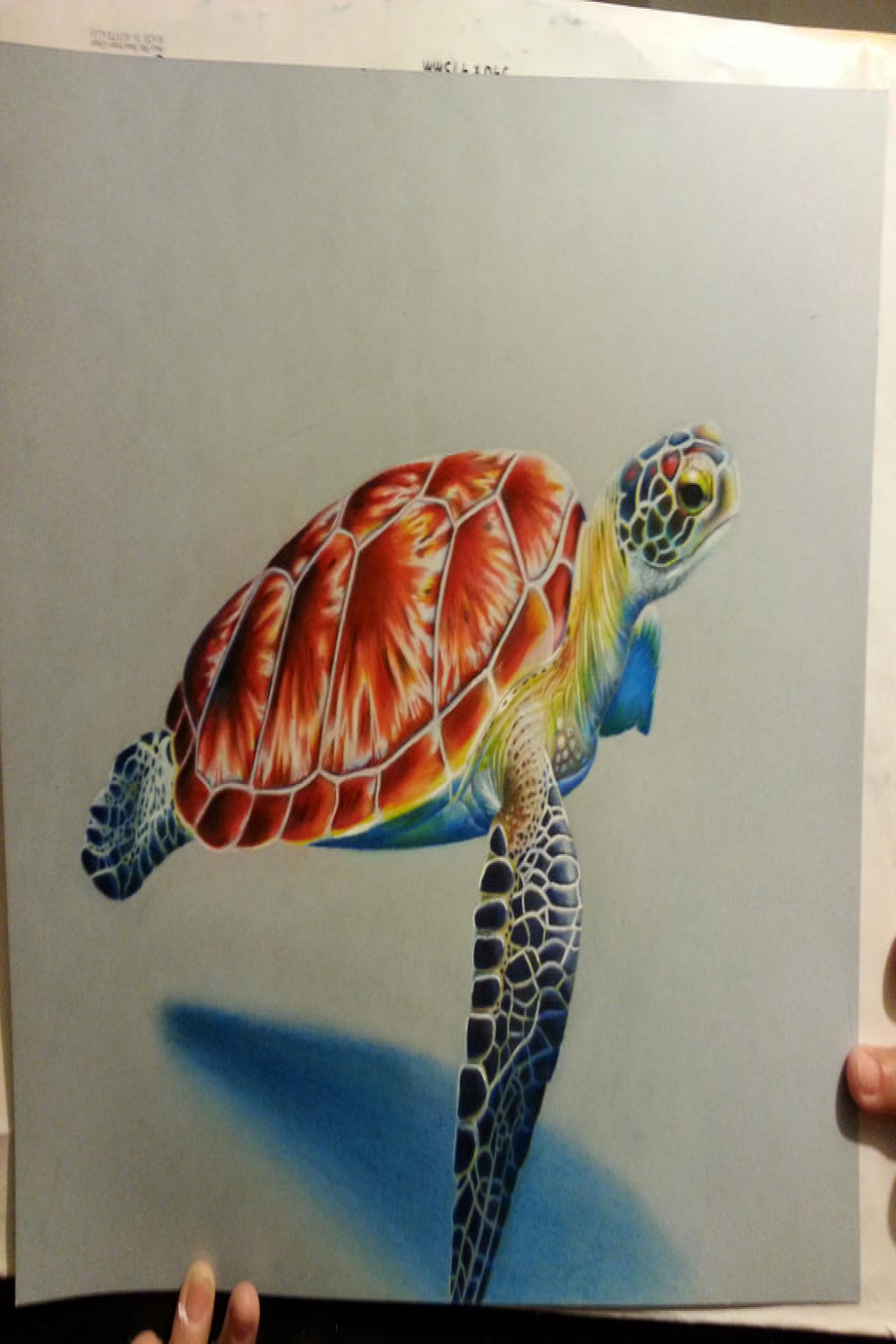 A Drawing of a Turtle in Color Pencil by Neeyellow on DeviantArt