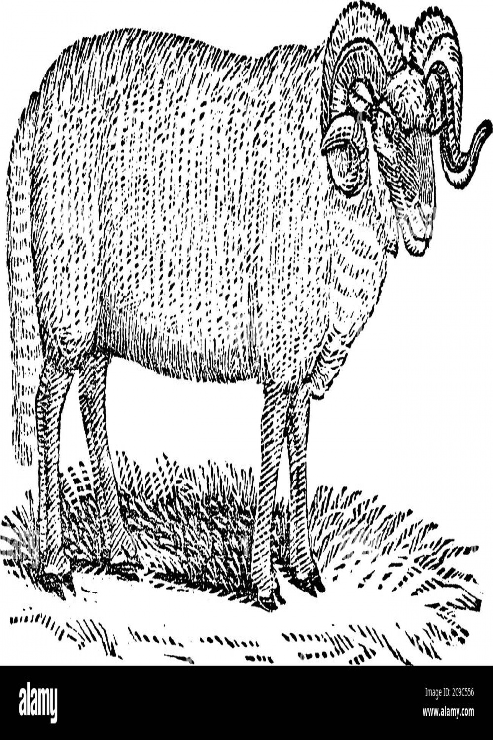 A male sheep on the land with wool or crimped hair and with big