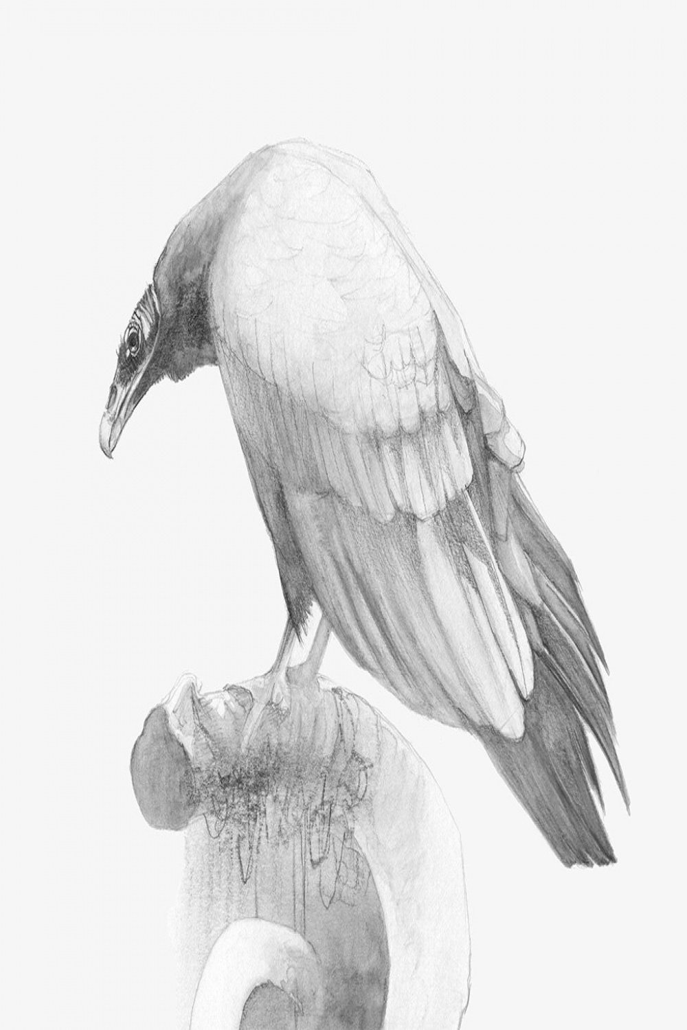 A turkey vulture drawing — Missy Acker Artwork