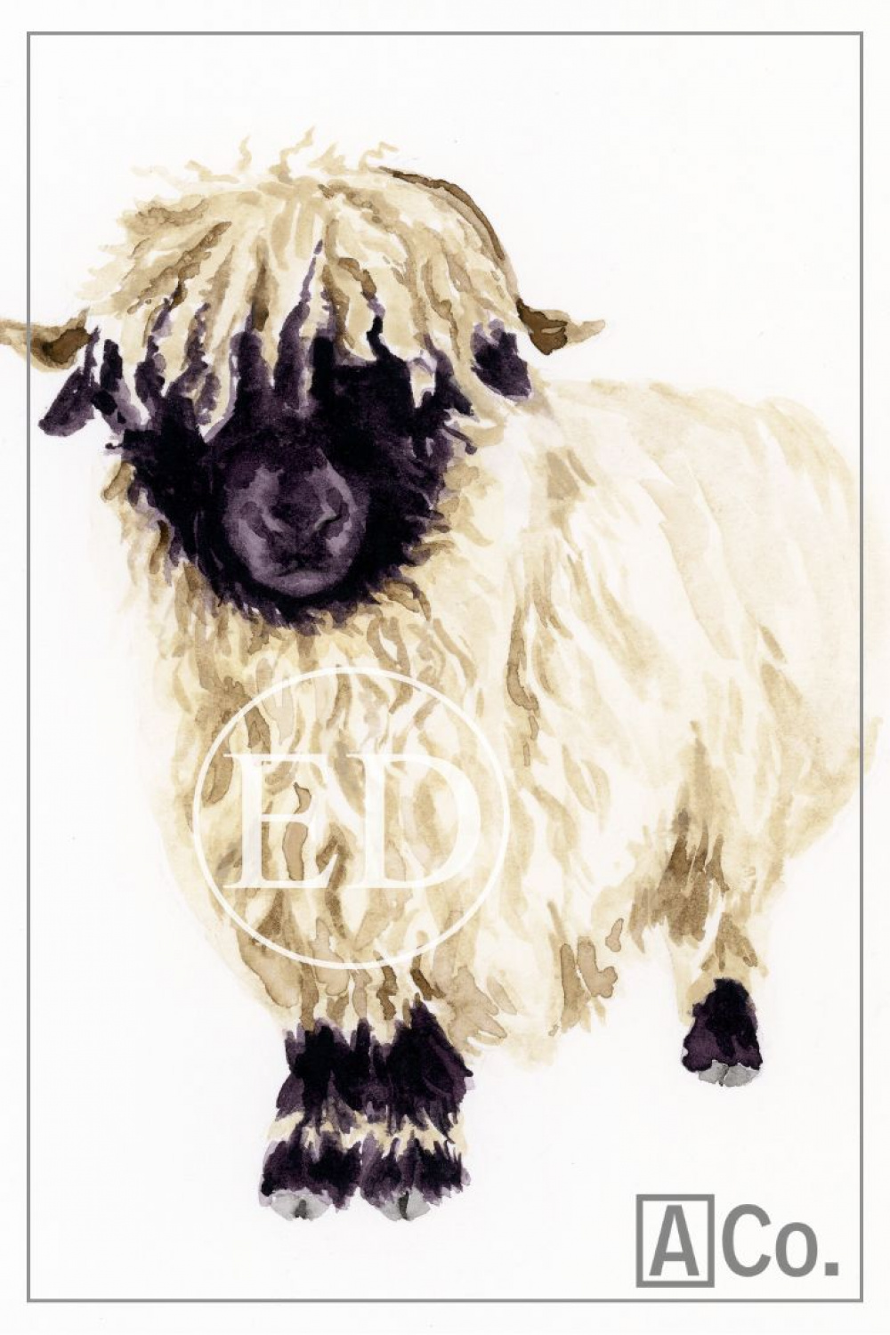 Adorable Valais Blacknose Sheep