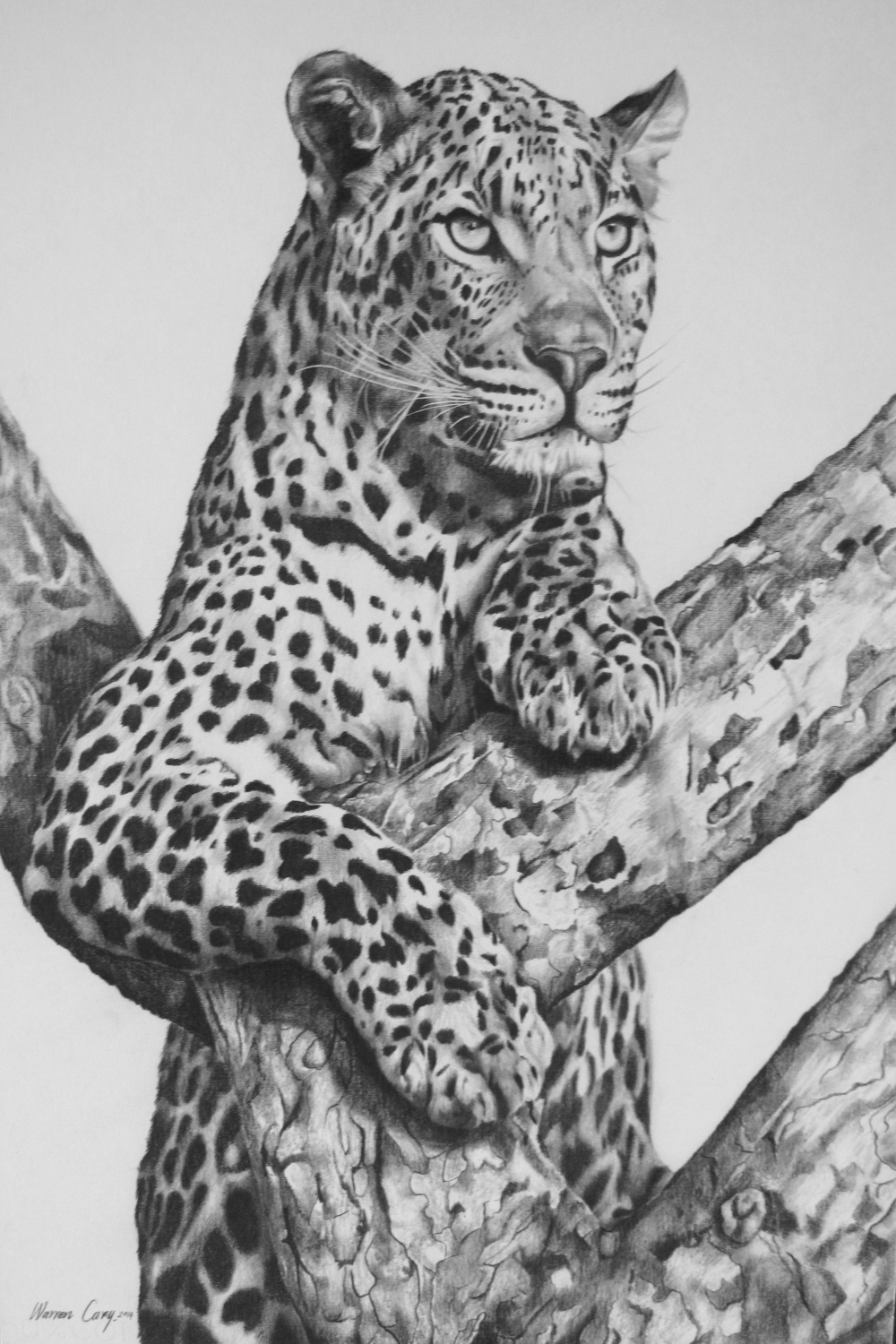 Adult Leopard in tree.Pencil on board