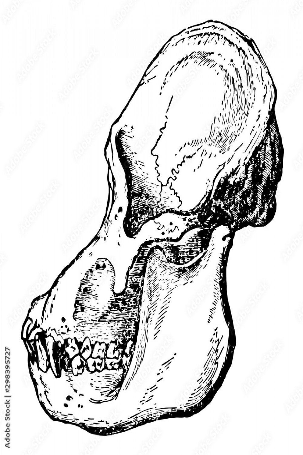 Adult Male Orangutan Skull Viewed from Side, vintage illustration