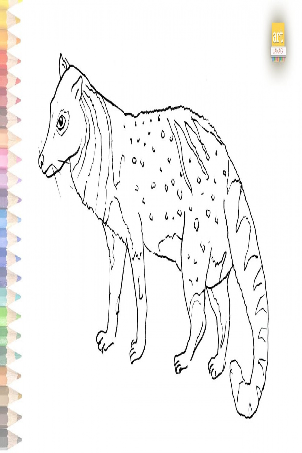 African civet drawing easy  How to draw African civet step by step