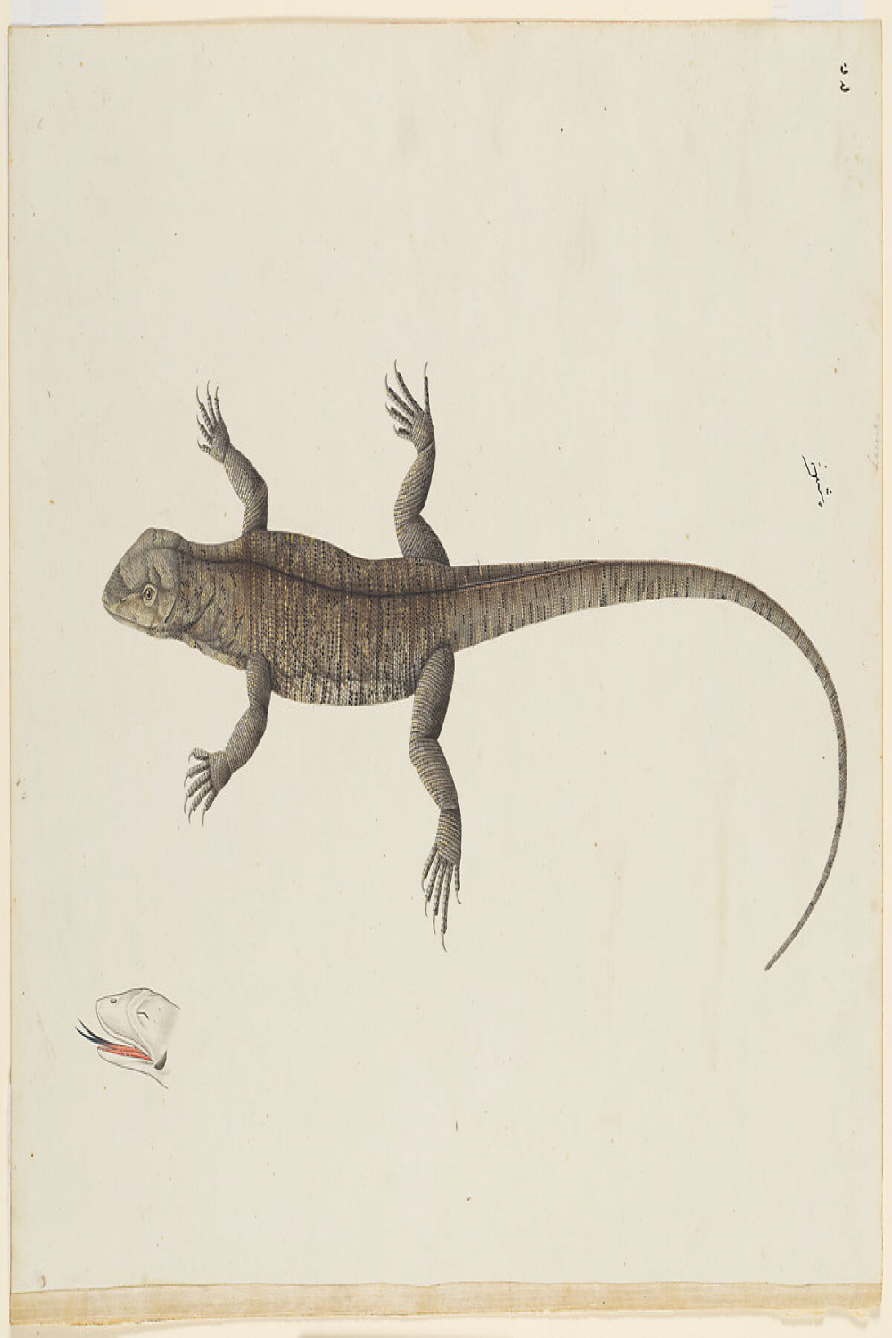 An Indian Bish-Khopra Lizard  The Metropolitan Museum of Art