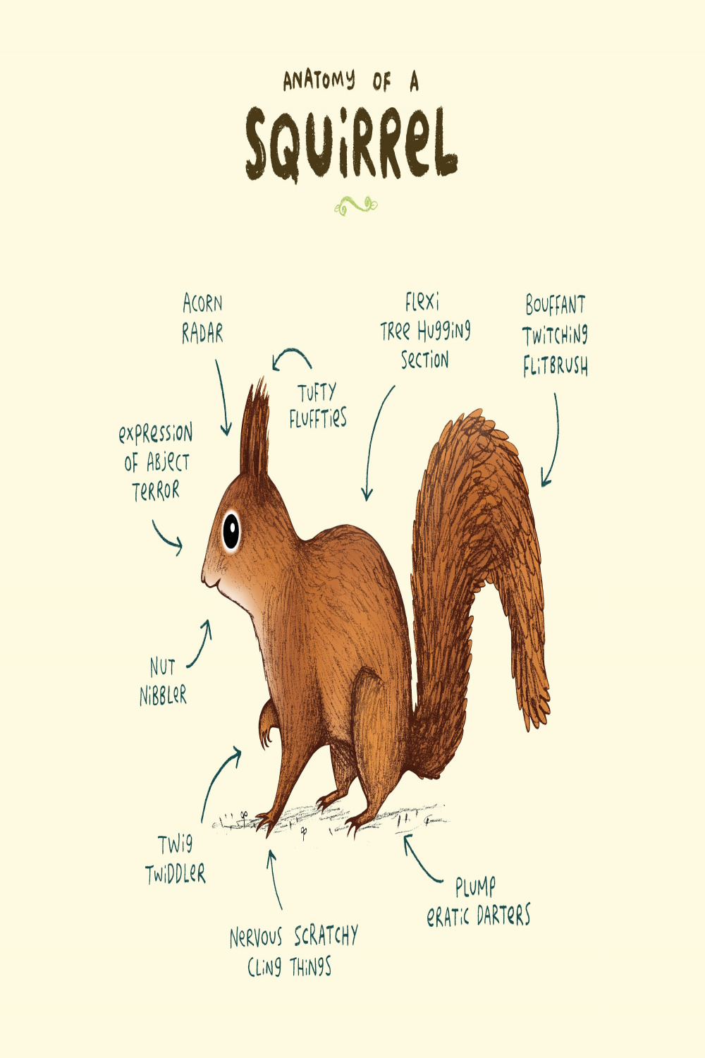 Anatomy of A Squirrel A Signed Print - Etsy