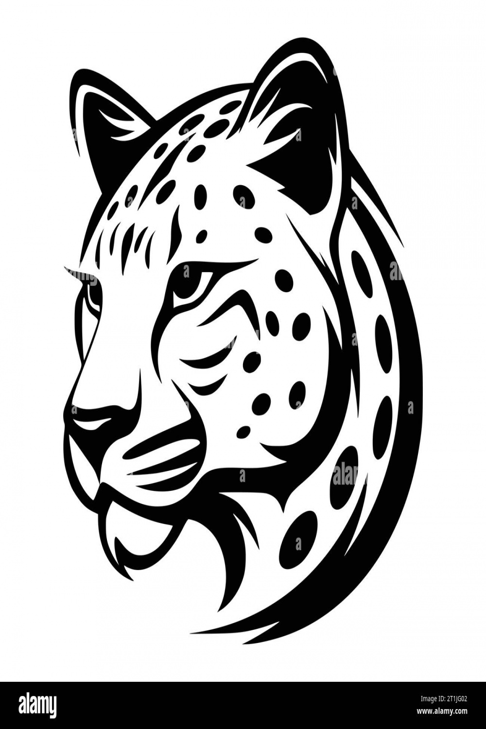 Angry cheetah hi-res stock photography and images - Alamy