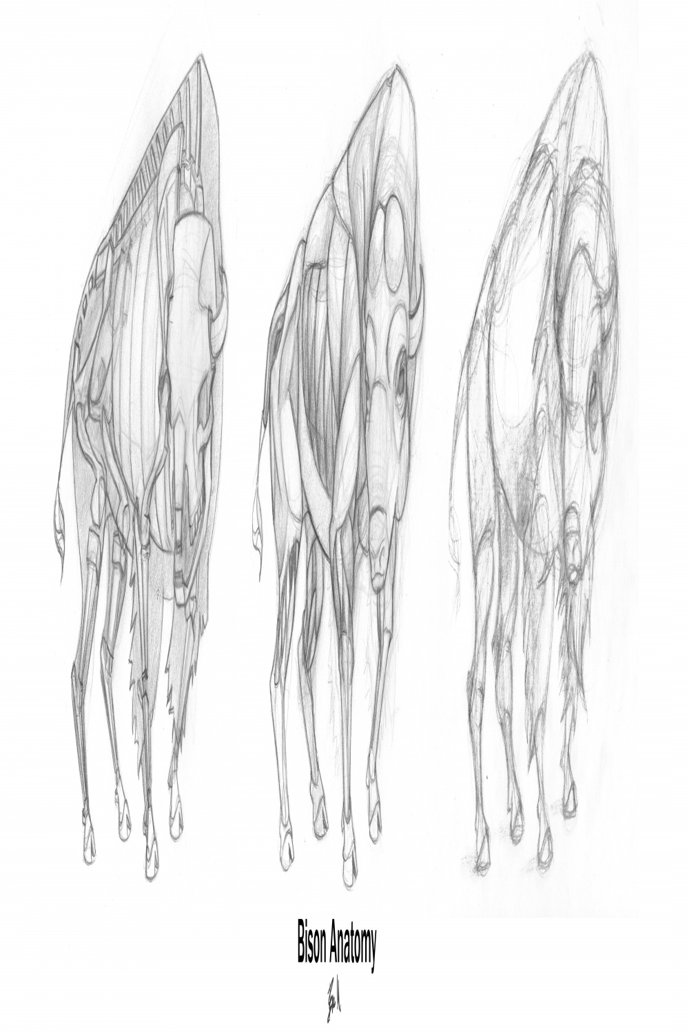 Animal Anatomy: Bison by ravenclaw on deviantART  Animal