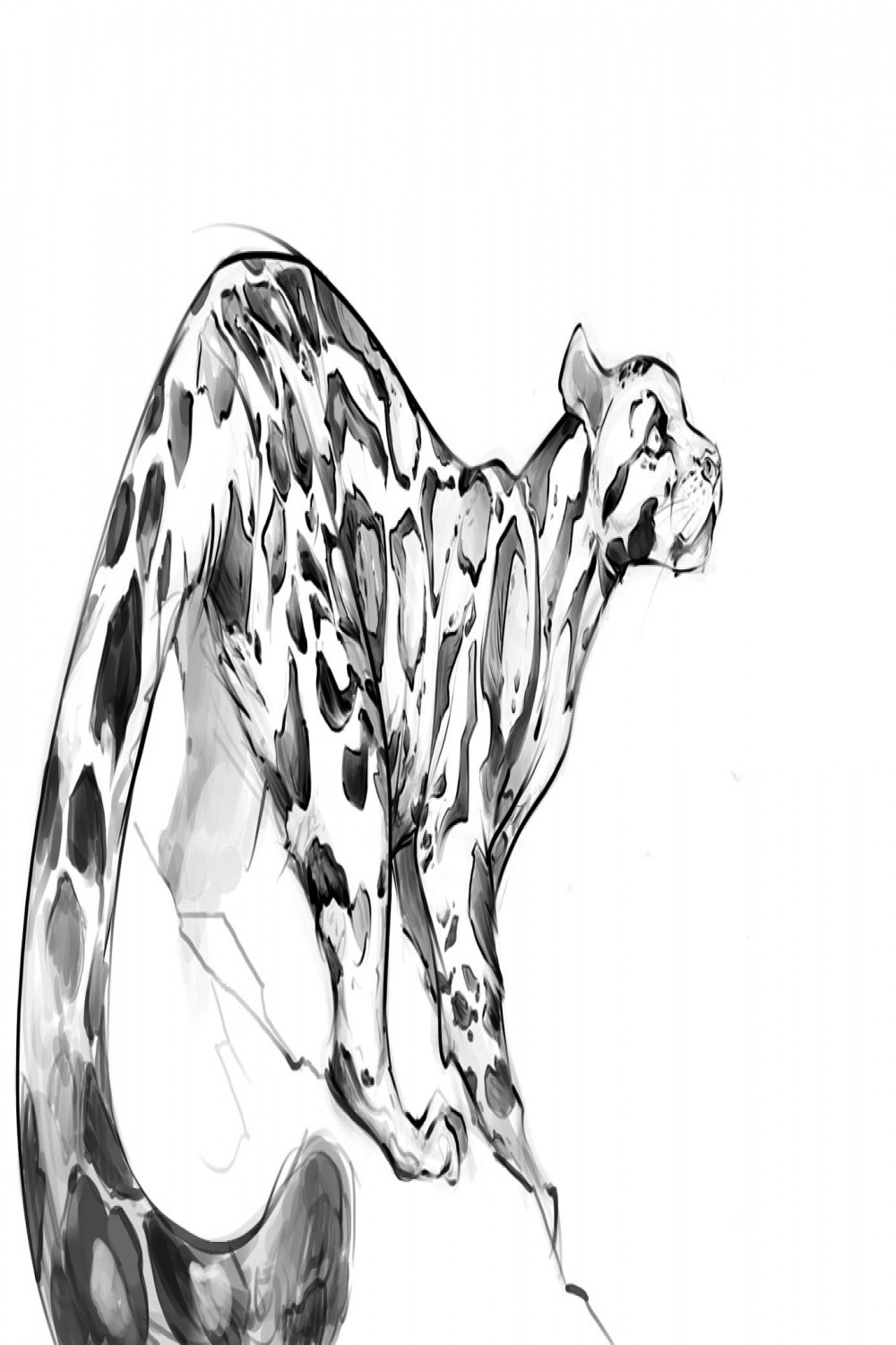 Animal Blog: Clouded leopard (+extra big tail)  Animal drawings