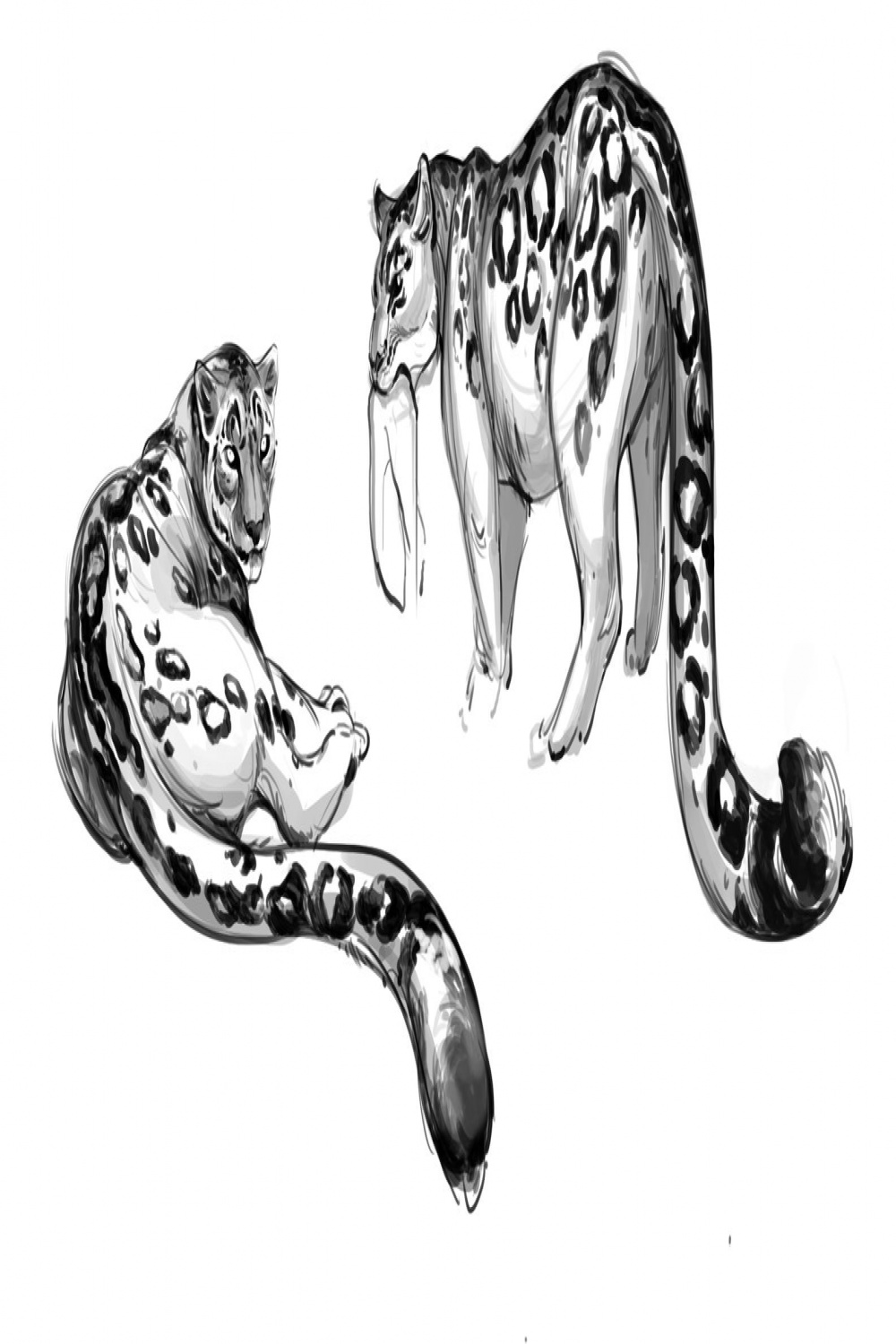 Animal Blog  Leopard art, Snow leopard art, Big cats art