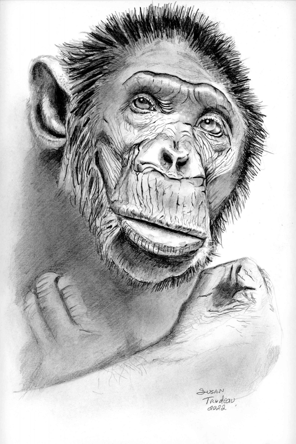 Ape Primate-Monkey Drawing Realistic-Realism-Graphite-Pencil Drawing  Art-Animal