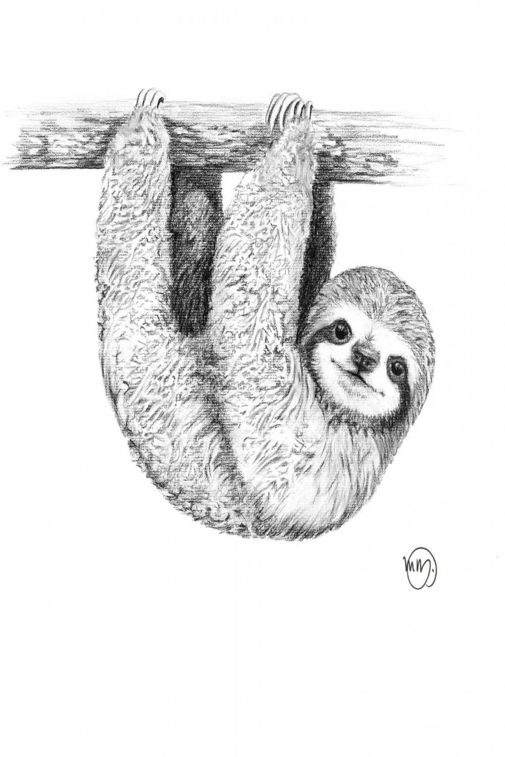 Baby Sloth Drawing and Sloth Paintings Search Result At