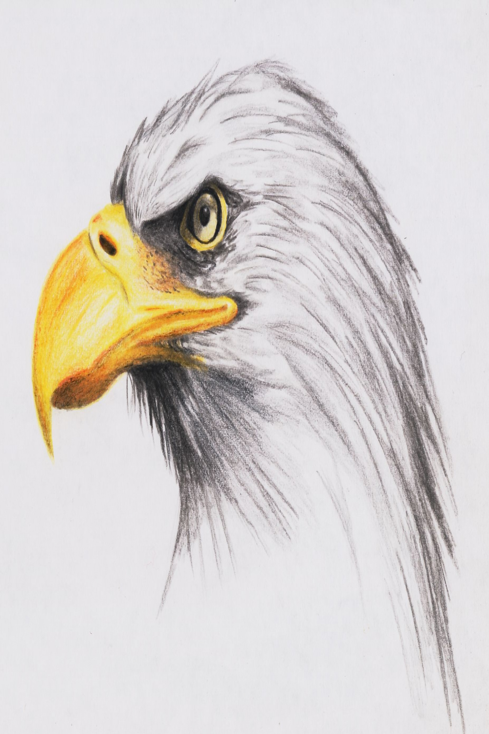 Bald Eagle by highdarktemplar on deviantART  Arte de aves, Aguila