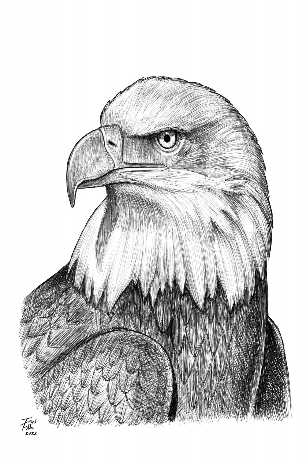 Bald Eagle Drawing, America, United States, Patriotism, Fine Art