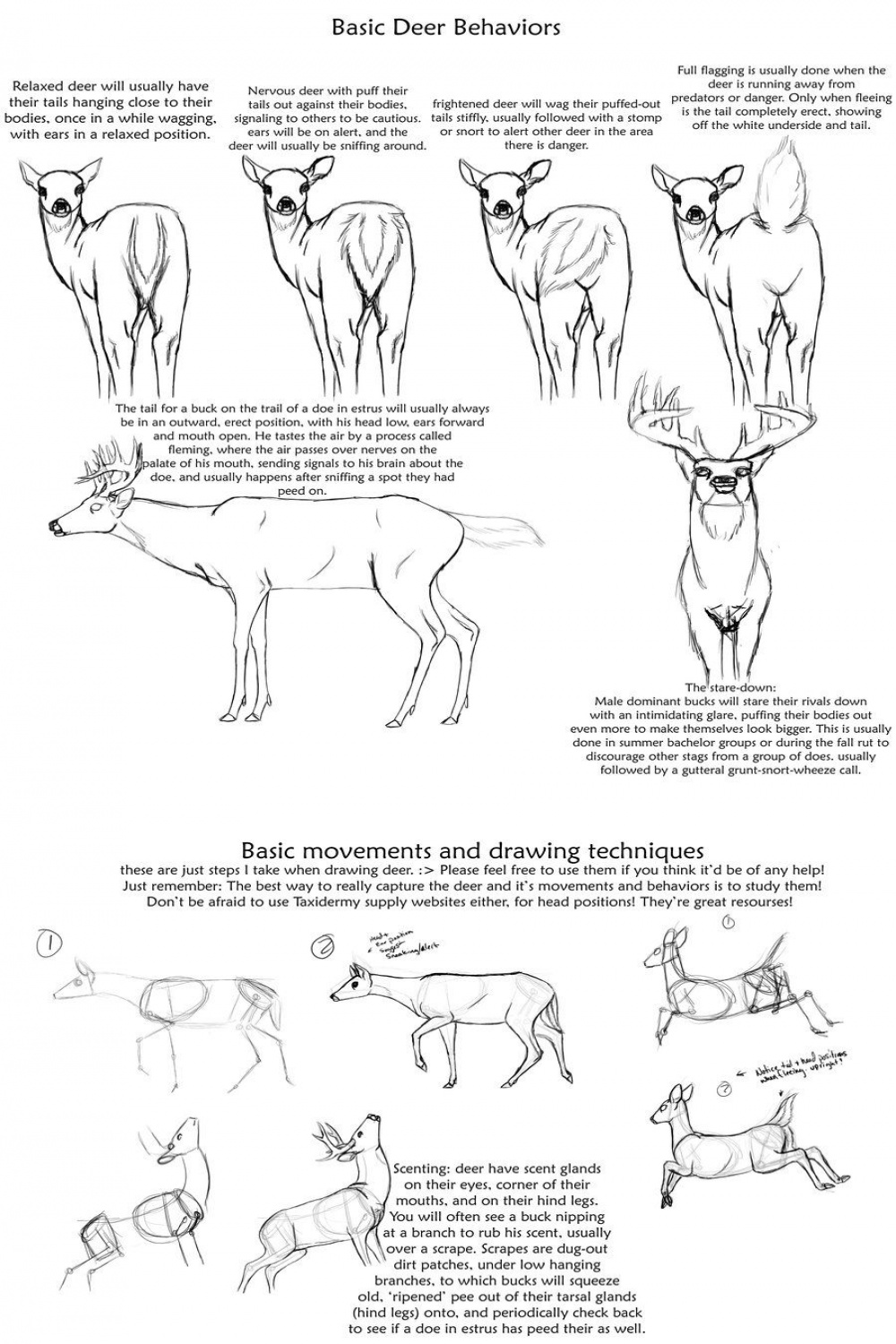 Basic Deer behavior tutorial by creepygoth on deviantART