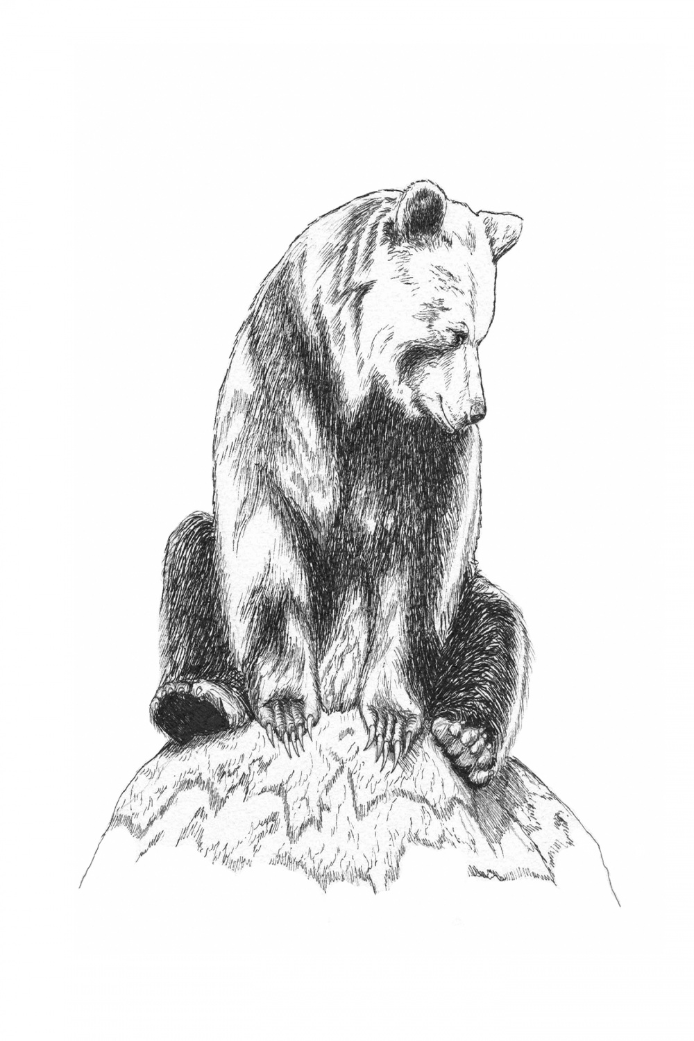 Bear on Mossy Rock :: Behance