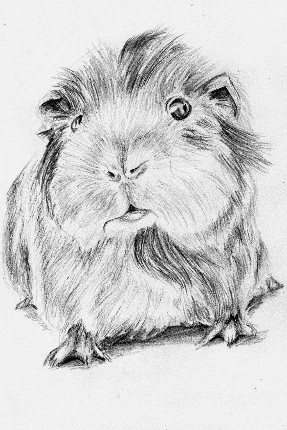 Beautiful sketch! Cavia porcellus by RotkaeppchenGmbh  Pig