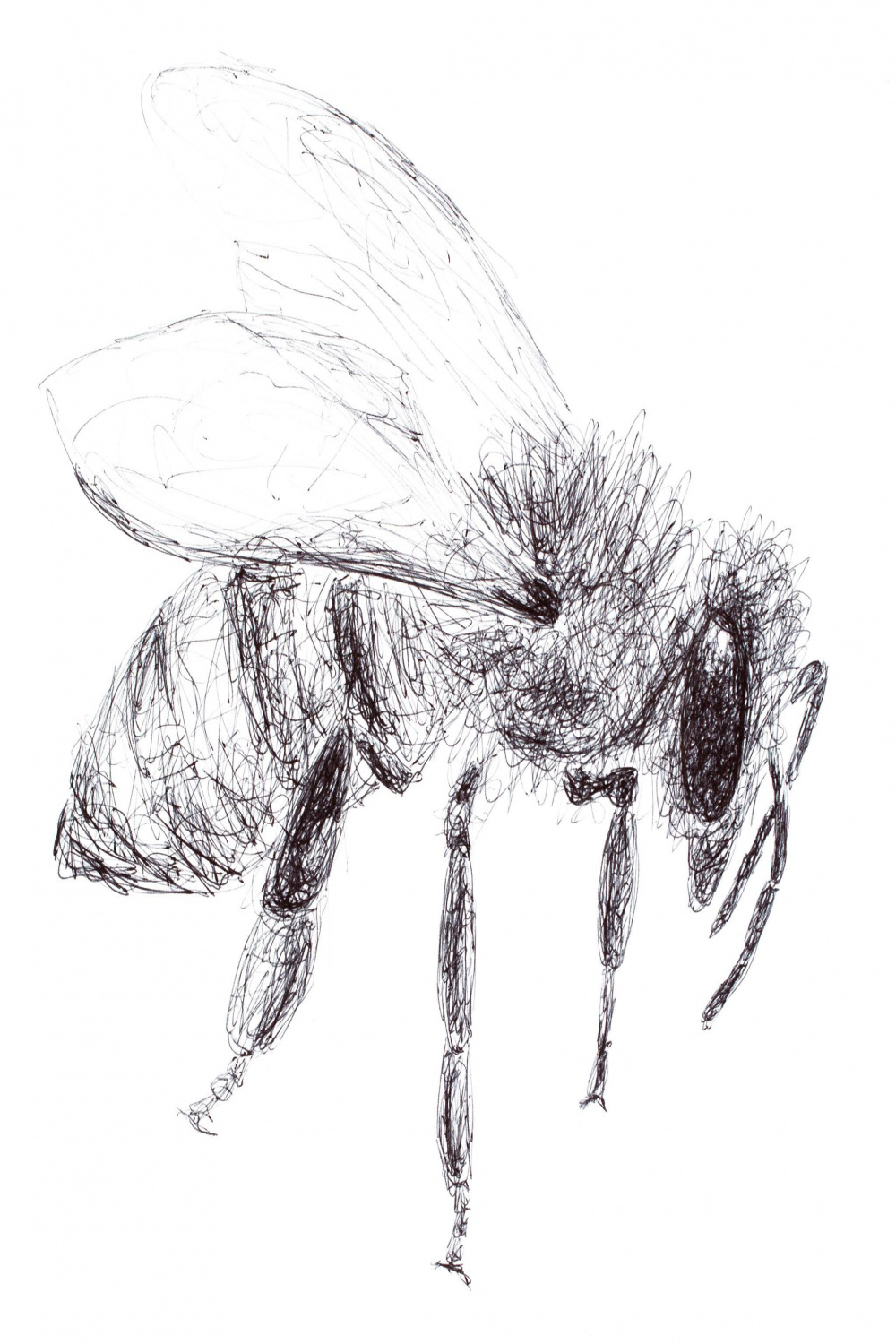 Bee Drawing in pen