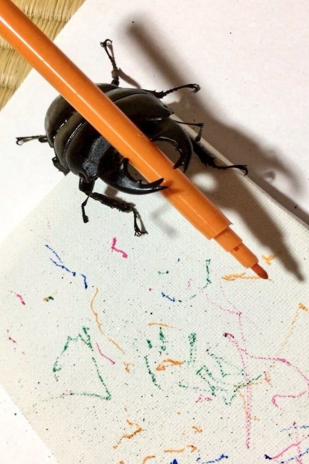 Beetle art: 