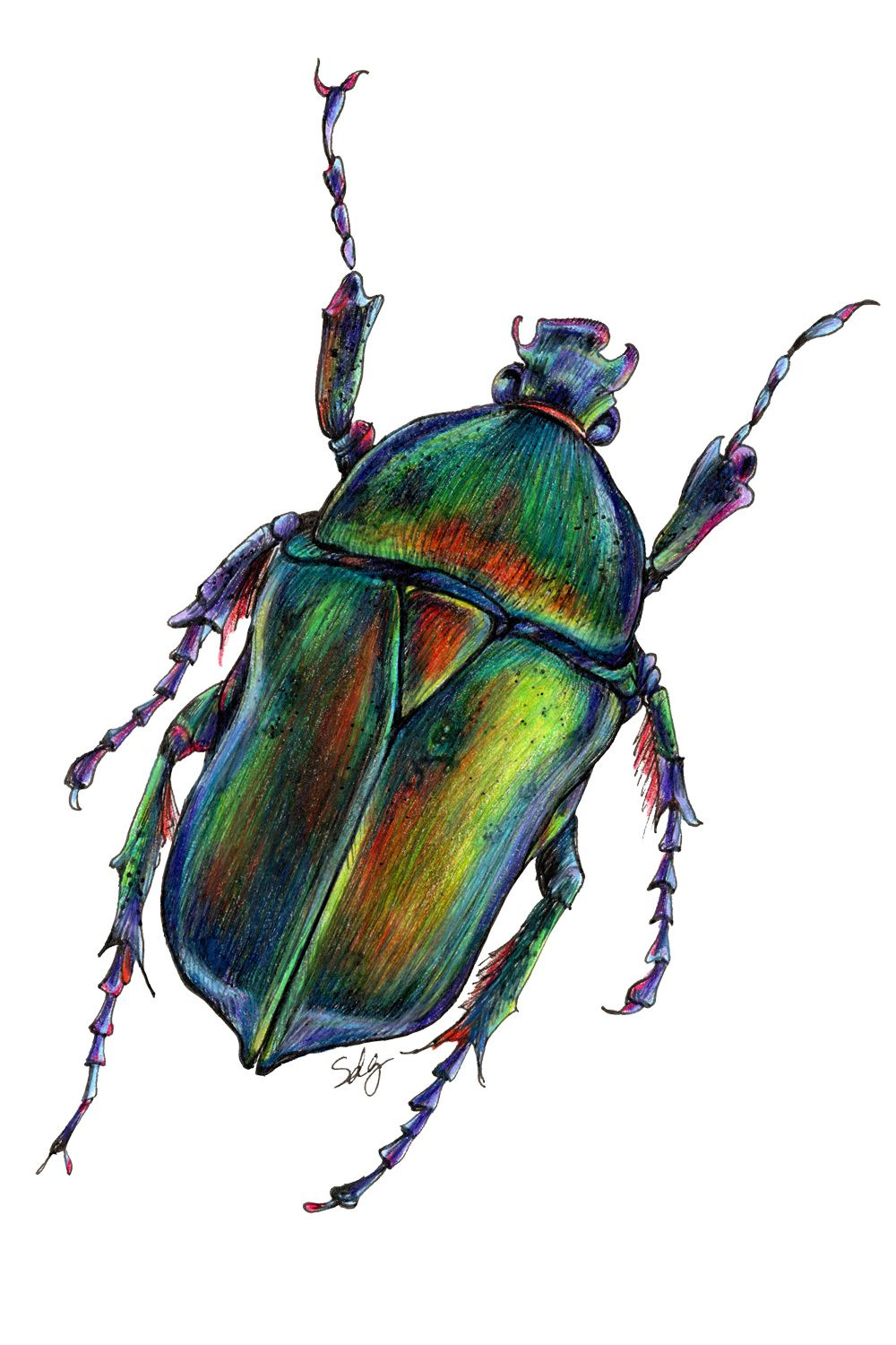Beetle Illustration  Beetle art, Color pencil art, Beetle drawing