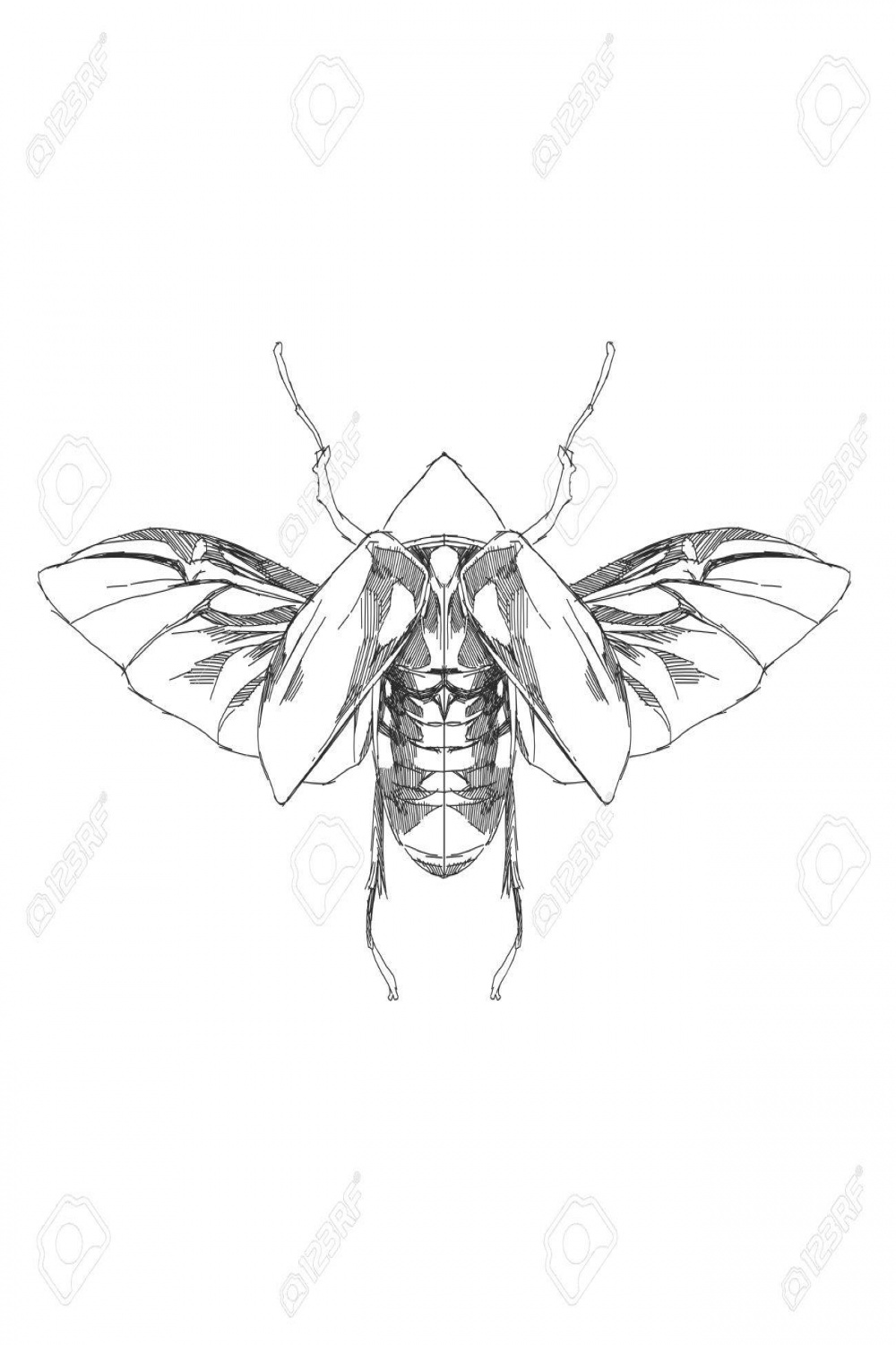 Beetle With Open Wings Top View, Symmetric, Flies, Sketch Vector