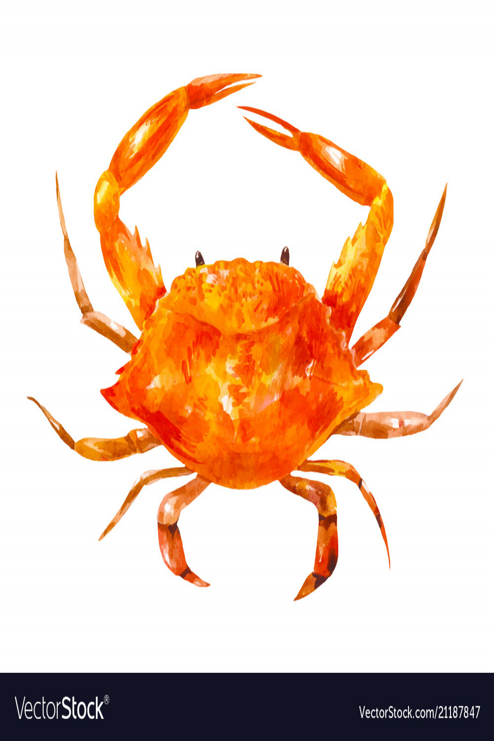 Big watercolor drawing of crab Royalty Free Vector Image