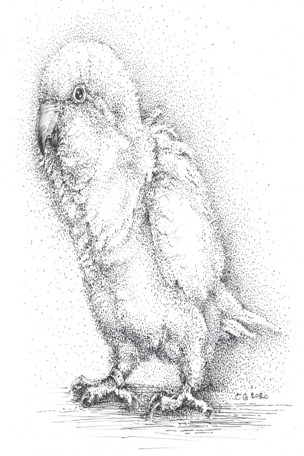bird art print, bird ink artwork, bird pen sketches, quaker drawing, quaker  bird art, sketch art animal, square prints, black and white