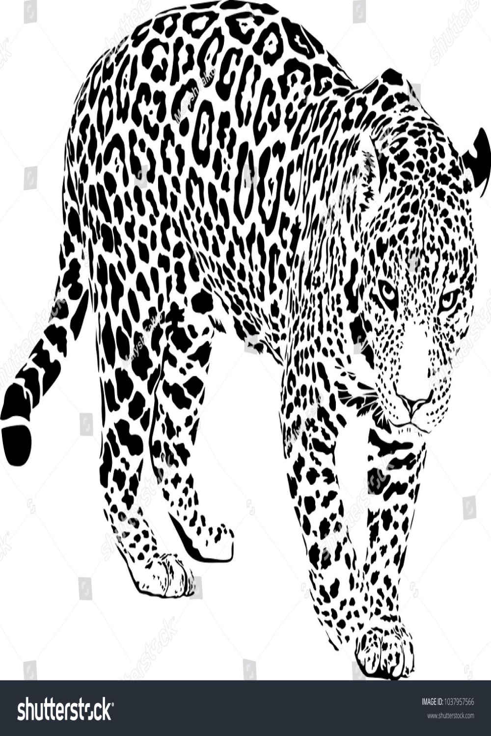 Black and white vector sketch of walk Jaguar #Ad , #Ad, #vector
