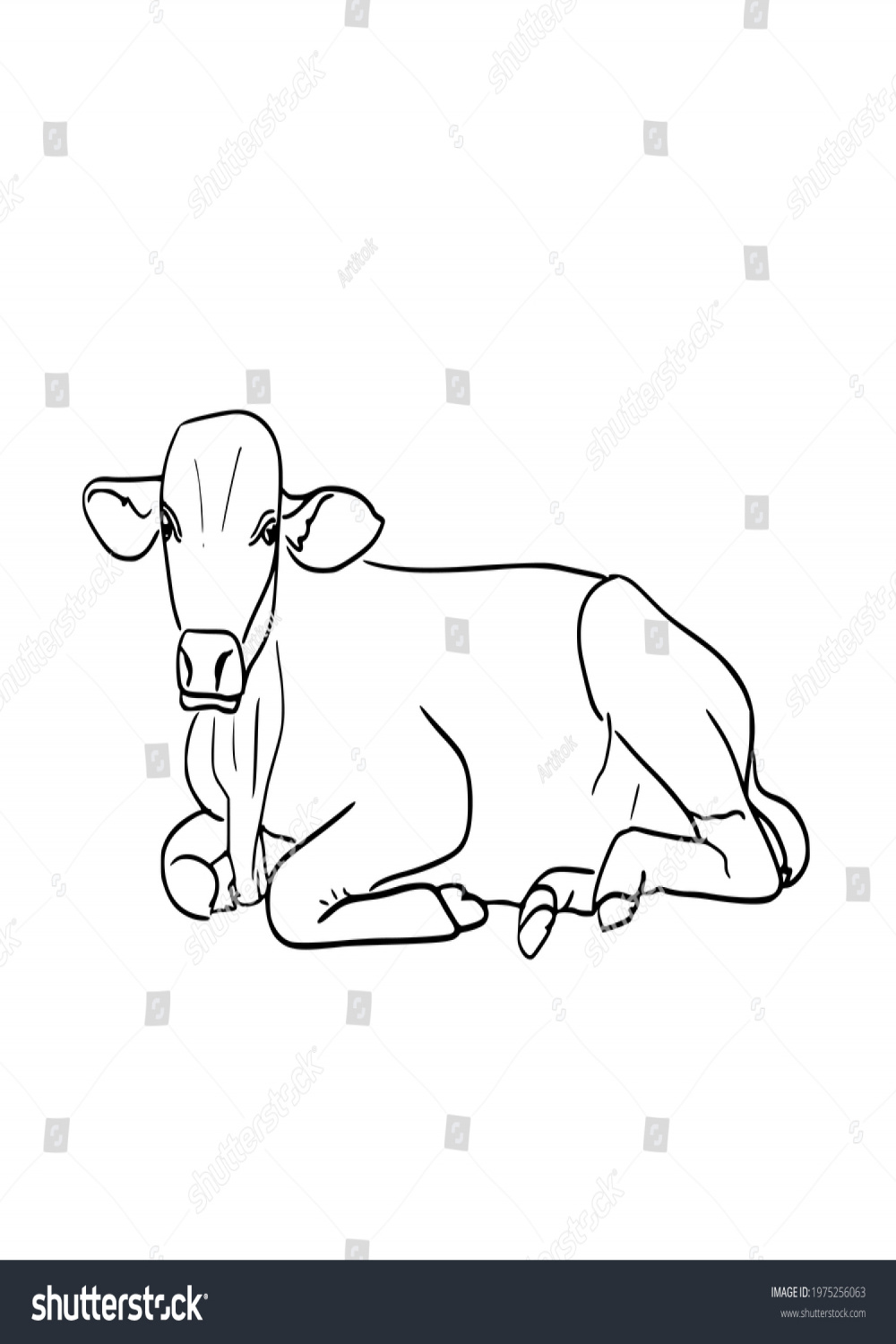 Black Line Drawing Sitting Cowvector Illustration Stock Vector