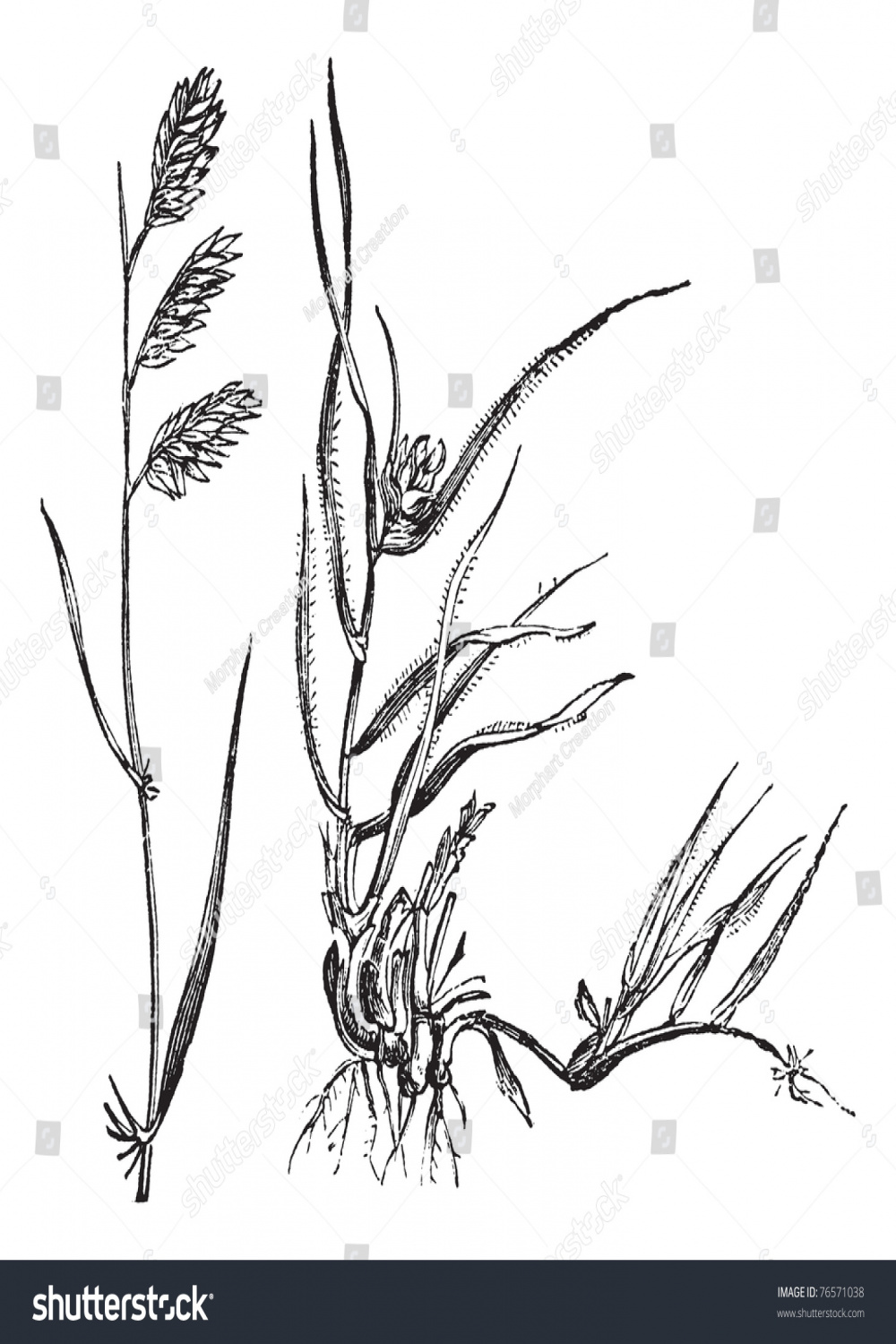Bouteloua Dactyloides Buffalo Grass Buffalograss Grass Stock