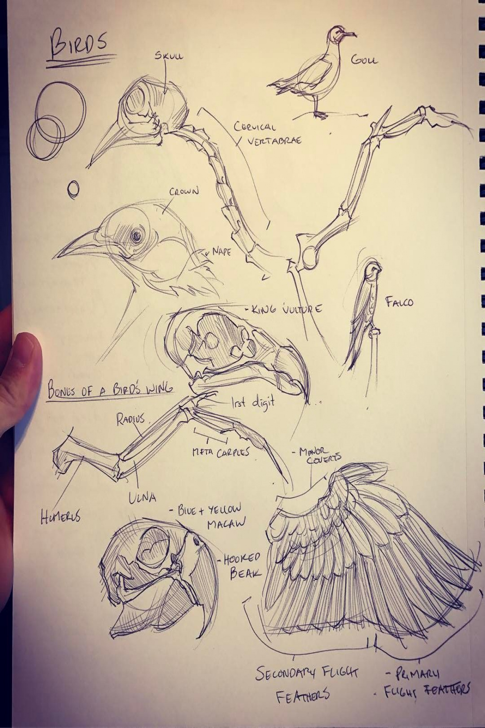 Brushing up on bird anatomy