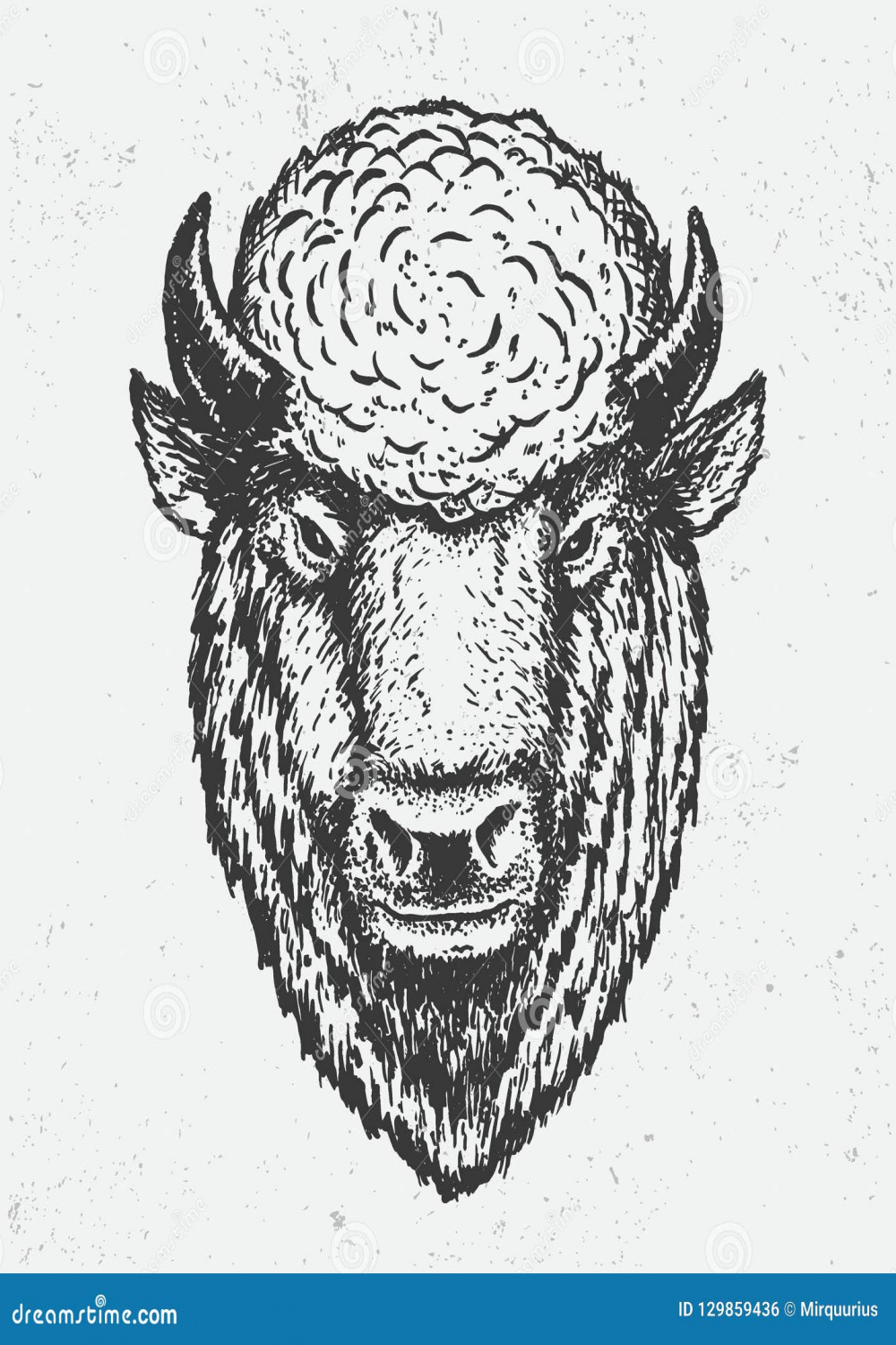 Buffalo Native American Drawing Stock Illustrations –  Buffalo