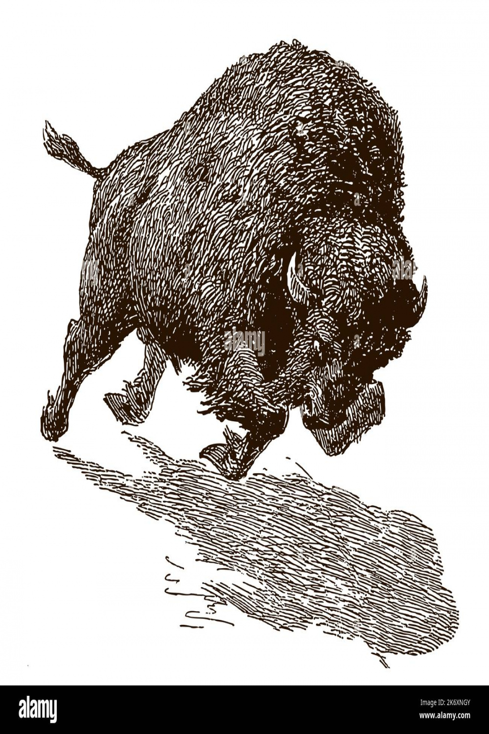 Buffalo on the run Cut Out Stock Images & Pictures - Alamy