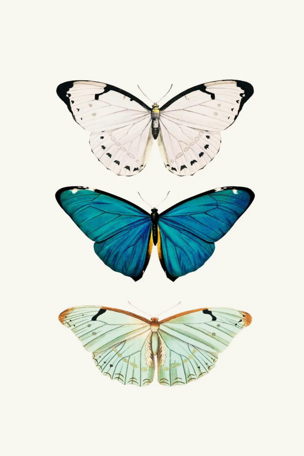 butterflies  Iphone art, Butterfly wallpaper iphone, Butterfly