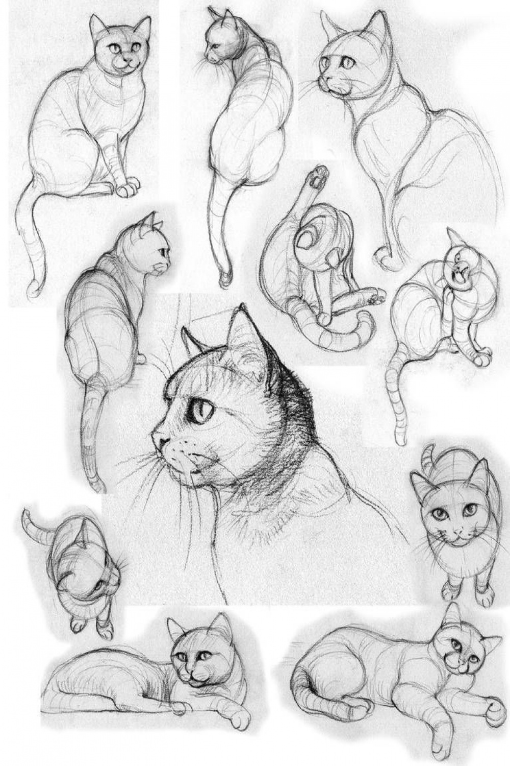 cat poses I by jennomat on DeviantArt  Cats art drawing, Cat