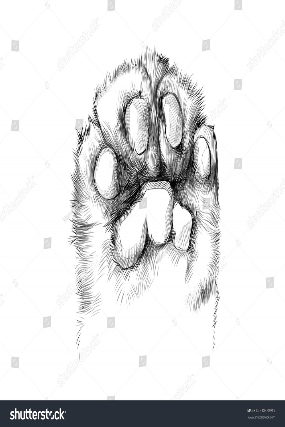 Cats Paw Pads Pulled Sketch Vector Stock Vector (Royalty Free