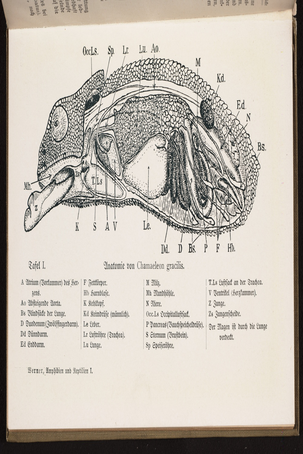 chameleon anatomy