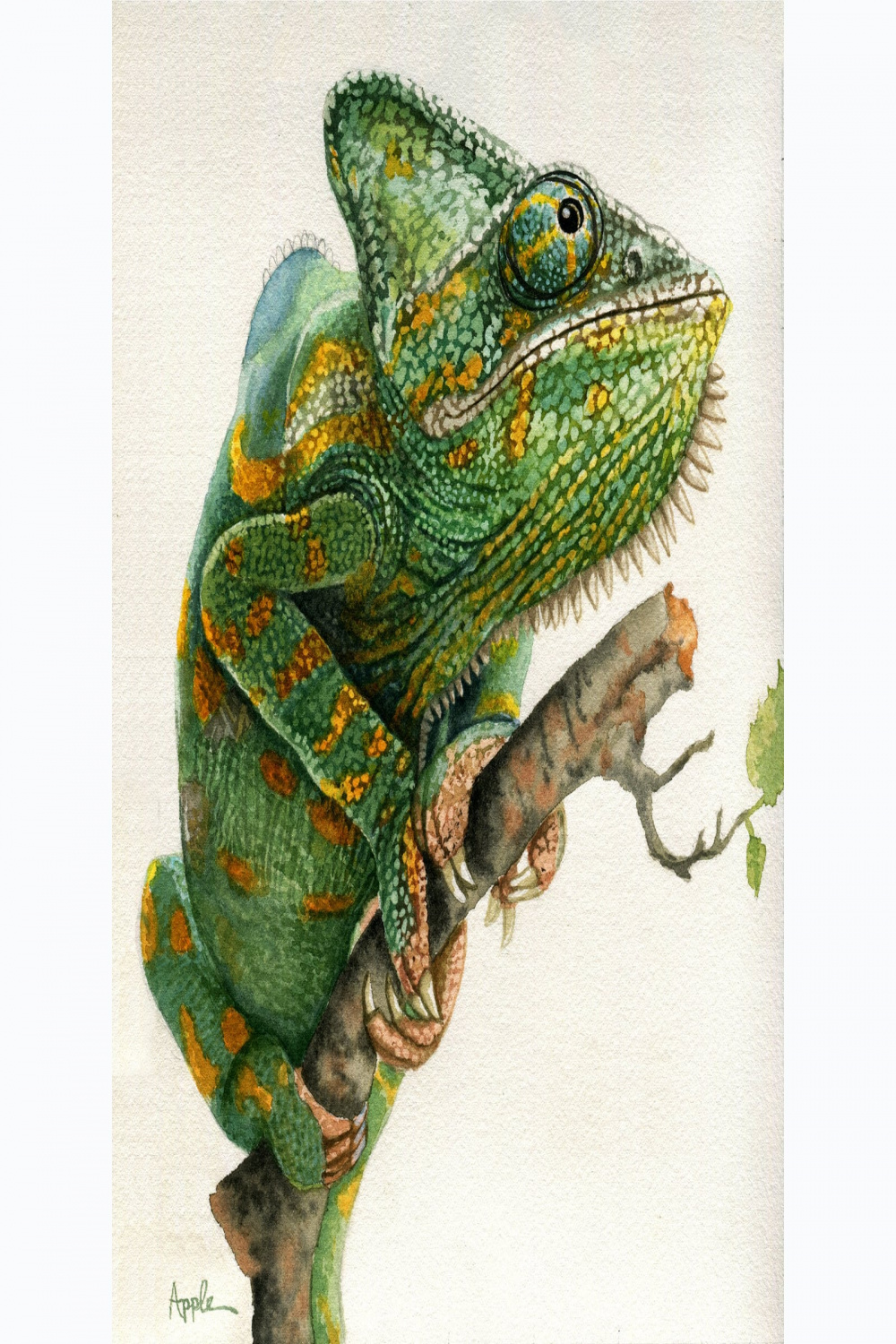 Chameleon Watercolor Painting, wildlife art,nature,reptilian