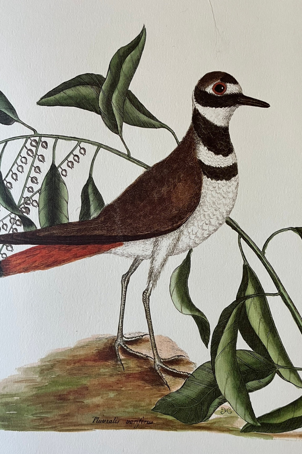 "Chattering Plover"  print after Mark Catesby