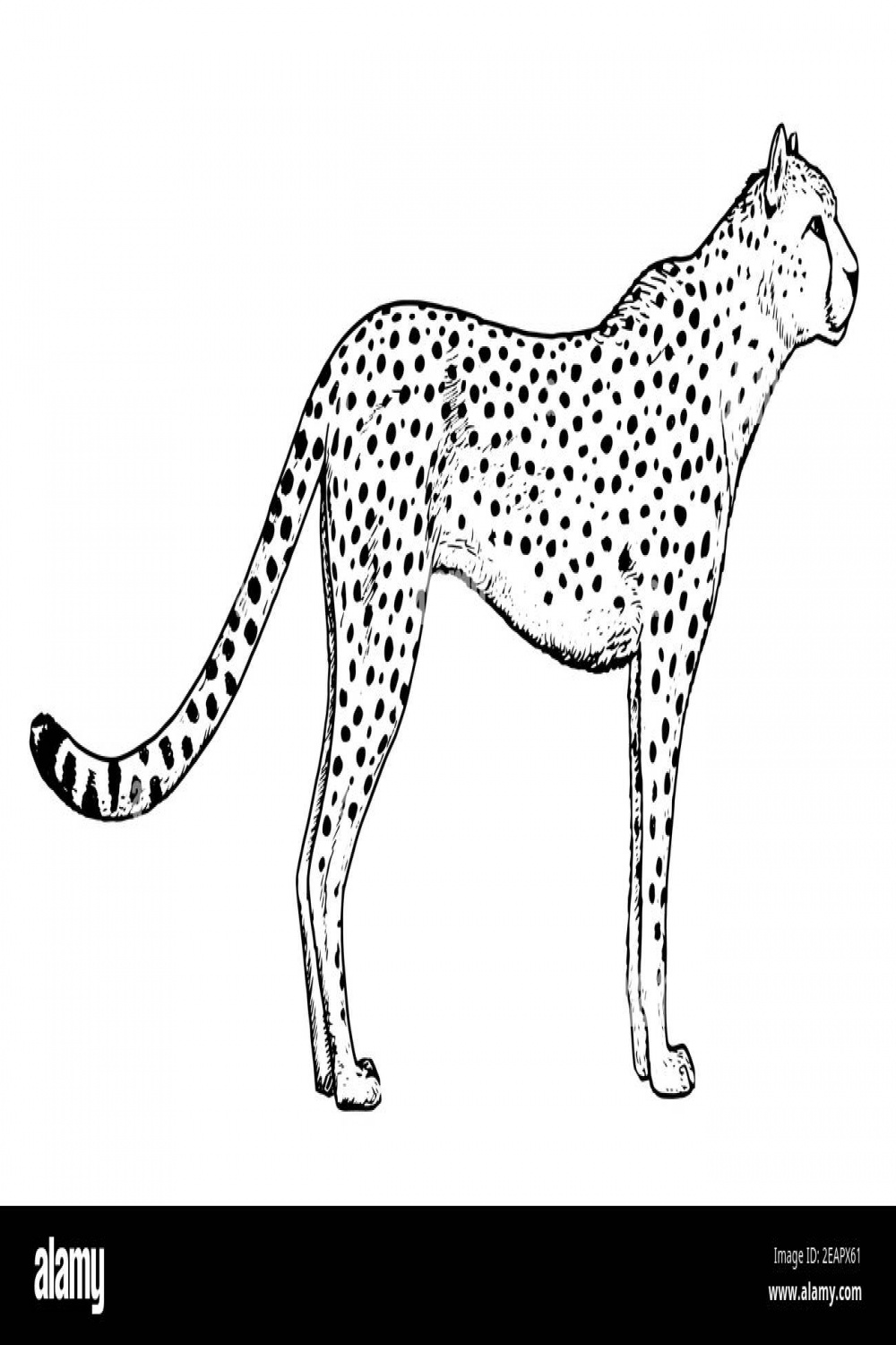 Cheetah drawing hi-res stock photography and images - Alamy