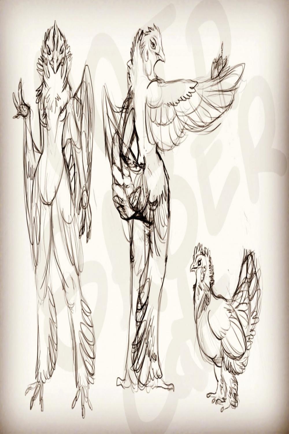 Chicken Reference Sheet Sketch by Noir_SaberCat -- Fur Affinity