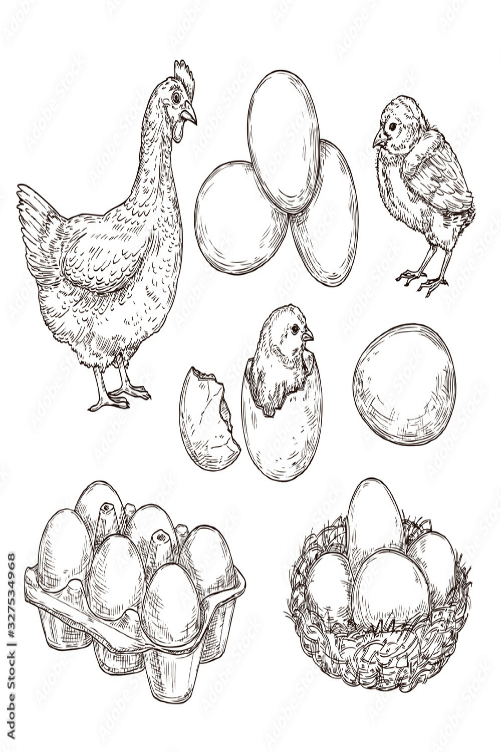 Chicken sketch. Healthy natural farm eggs