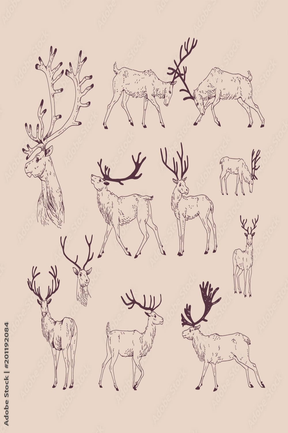Collection of drawings of deer in various poses - grazing