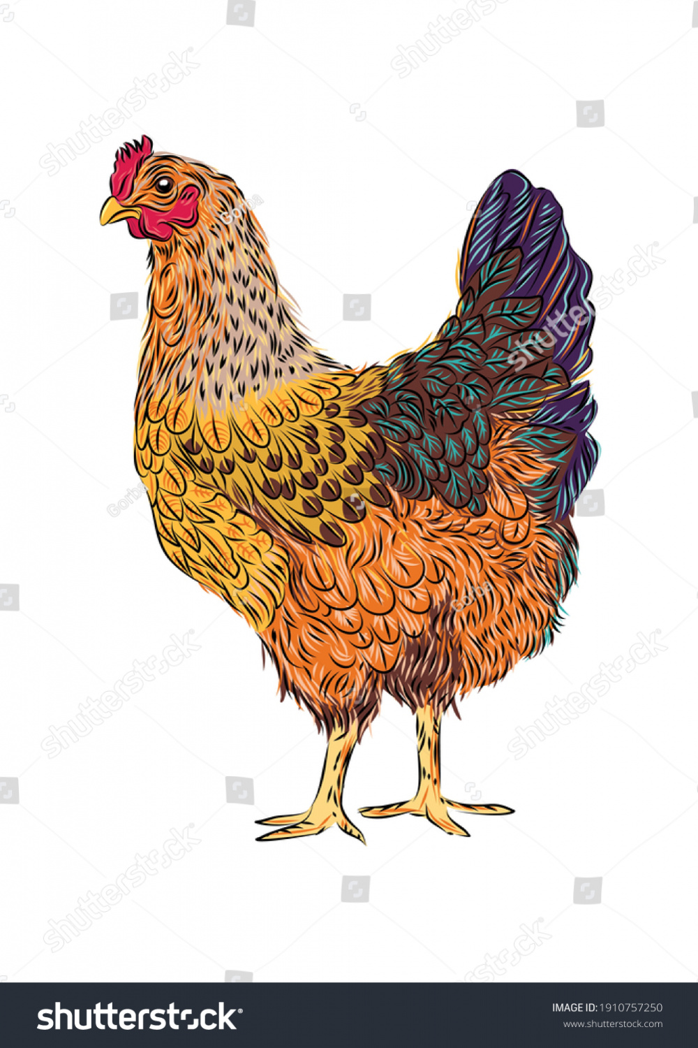 Color Chicken Hand Drawn Vector Illustration Stock Vector (Royalty