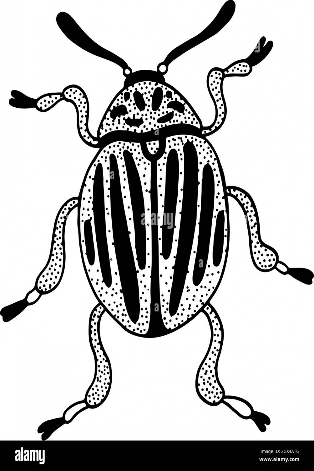 Colorado beetle - insect line sketch